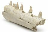Mosasaur (Halisaurus) Jaw Section with Six Teeth - Morocco #225278-3